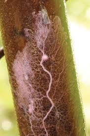 Attēlu rezultāti vaicājumam “Physarum bitectum macro”