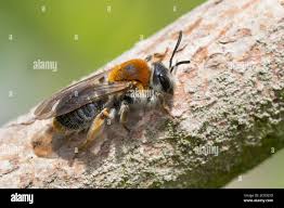 Attēlu rezultāti vaicājumam “Andrena haemorrhoa female”