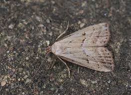 Attēlu rezultāti vaicājumam “Hypenodes humidalis”