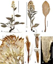 Image result for Solidago virgaurea