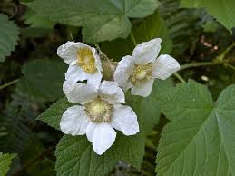 Attēlu rezultāti vaicājumam “Rubus parviflorus leaf”