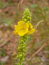 Image result for Verbascum densiflorum