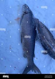 Image result for Coregonus clupeaformis