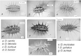 Attēlu rezultāti vaicājumam “Daucus carota subsp. carota fruit”