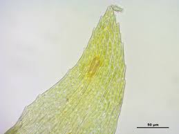 Attēlu rezultāti vaicājumam “Calliergonella lindbergii”