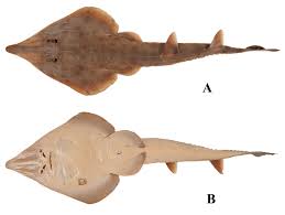 Image result for Rhinobatos rhinobatos