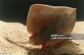 Image result for Raja asterias