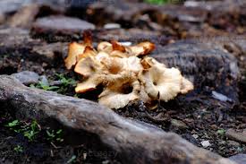 Attēlu rezultāti vaicājumam “Postia undosa”