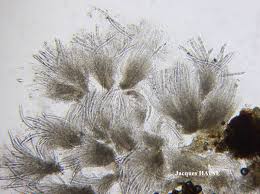 Attēlu rezultāti vaicājumam “Acrocordia gemmata”