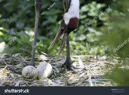 Attēlu rezultāti vaicājumam “Grus grus eggs”