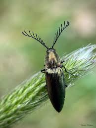 Attēlu rezultāti vaicājumam “Ctenicera pectinicornis female”