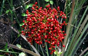 Attēlu rezultāti vaicājumam “Anemone sylvestris fruit”