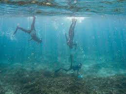 Image result for Exe To Sea Diving