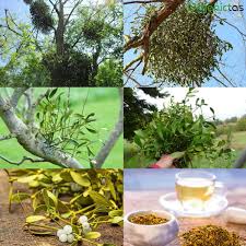 Attēlu rezultāti vaicājumam “Viscum album leaf”