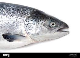 Image result for Salmo salar