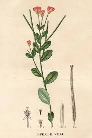 Attēlu rezultāti vaicājumam “Epilobium hirsutum flower”