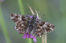 Attēlu rezultāti vaicājumam “Carcharodus floccifera upperside”