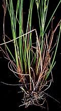 Attēlu rezultāti vaicājumam “Juncus nastanthus”