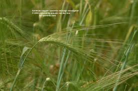 Attēlu rezultāti vaicājumam “Hordeum vulgare”