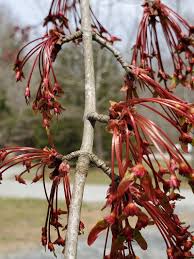 Attēlu rezultāti vaicājumam “Acer rufinerve flower”