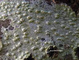 Attēlu rezultāti vaicājumam “Pertusaria leioplaca”