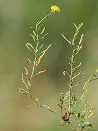 Attēlu rezultāti vaicājumam “Rorippa palustris leaf”
