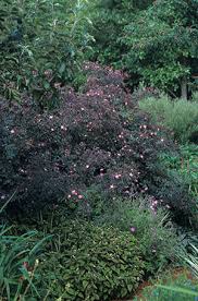 Attēlu rezultāti vaicājumam “Rosa glauca”