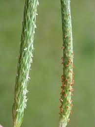 Attēlu rezultāti vaicājumam “Alopecurus aequalis”