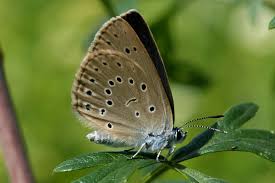 Attēlu rezultāti vaicājumam “Maculinea teleius”