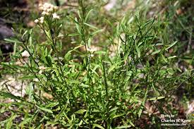 Image result for Baccharis thesioides