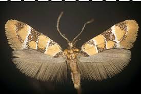 Attēlu rezultāti vaicājumam “Oecophoridae”