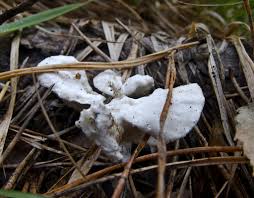 Attēlu rezultāti vaicājumam “Postia floriformis”