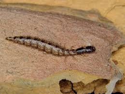 Attēlu rezultāti vaicājumam “Raphidia larva”