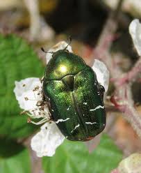 Attēlu rezultāti vaicājumam “Cetonia aurata”