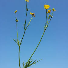 Attēlu rezultāti vaicājumam “Ranunculus polyanthemos”