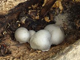 Attēlu rezultāti vaicājumam “Lycogala flavofuscum”