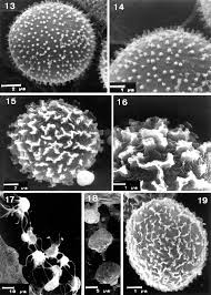 Attēlu rezultāti vaicājumam “Comatricha fragilis”