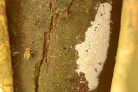 Attēlu rezultāti vaicājumam “Vuilleminia comedens”