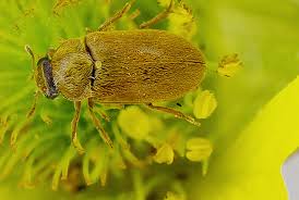 Attēlu rezultāti vaicājumam “Byturus ochraceus”