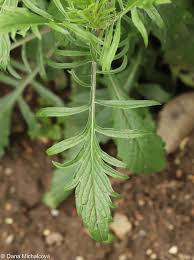 Attēlu rezultāti vaicājumam “Scabiosa ochroleuca”