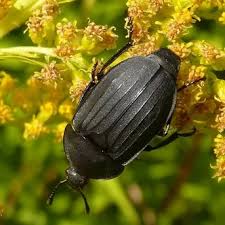 Attēlu rezultāti vaicājumam “Silpha obscura larva”