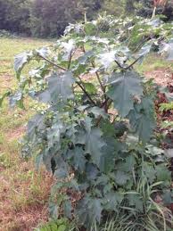 Image result for Datura stramonium