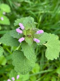 Attēlu rezultāti vaicājumam “Lamium purpureum leaf”