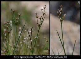 Attēlu rezultāti vaicājumam “Juncus alpinoarticulatus”