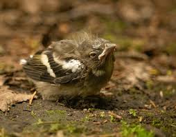 Attēlu rezultāti vaicājumam “Fringilla coelebs juvenile”