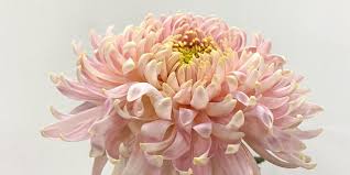 Image result for Chrysanthemum spectabile