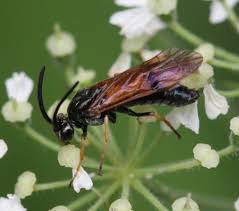 Attēlu rezultāti vaicājumam “Arge ustulata”