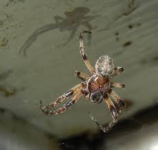 Attēlu rezultāti vaicājumam “Larinioides cornutus male”