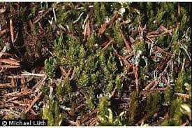 Attēlu rezultāti vaicājumam “Dicranum spurium”