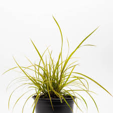 Attēlu rezultāti vaicājumam “Carex x bakkeriana”